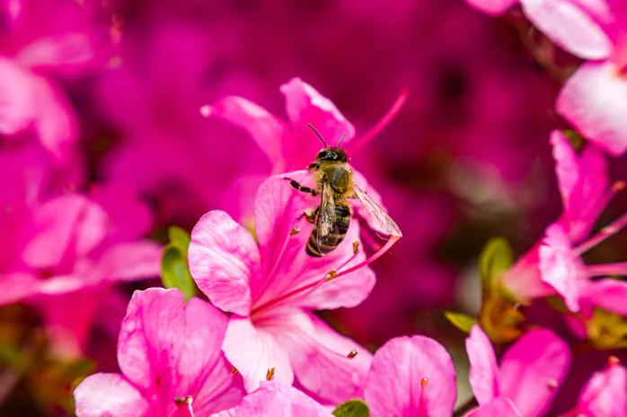 A new study reveals surprising similarities between bees and humans