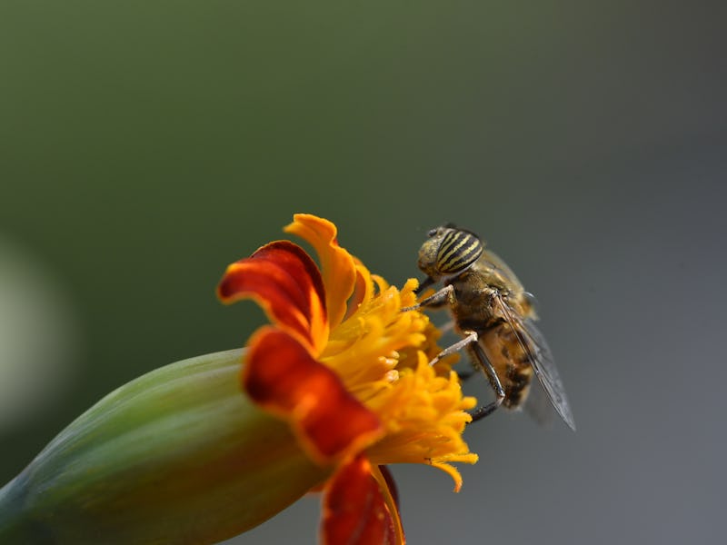 A portrait of Hoverfly collecting pollen from a yellow marigold flower in Kirtipur; Kathmandu, Nepal...