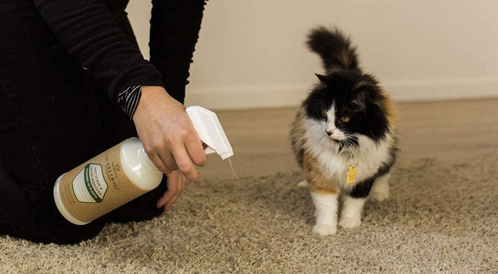 The 6 Best Pet Stain Removers