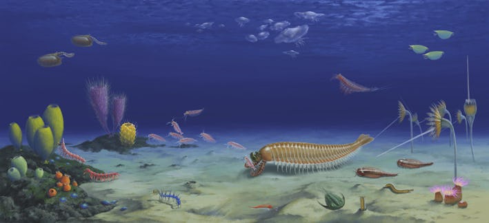 A weird, ancient shrimp has changed scientists' understanding of evolution