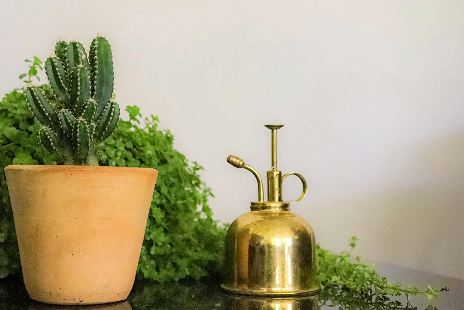 The 5 Best Plant Misters