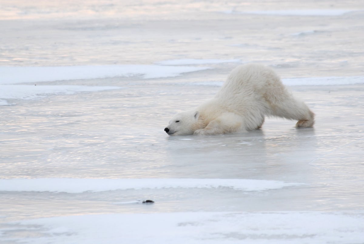 It's Polar Bear Week & Here's How To Get The Whole Family Involved