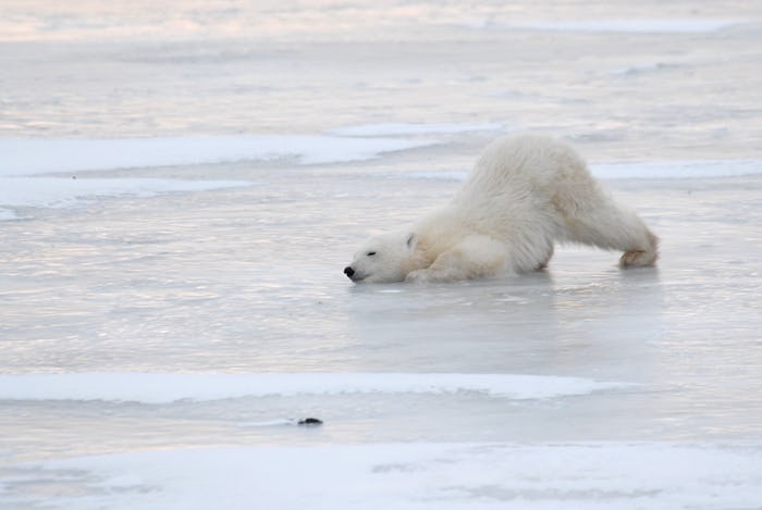 Three polar bears huddle together ahead of National Polar Bear Week. 