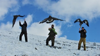 eagles being released arctic