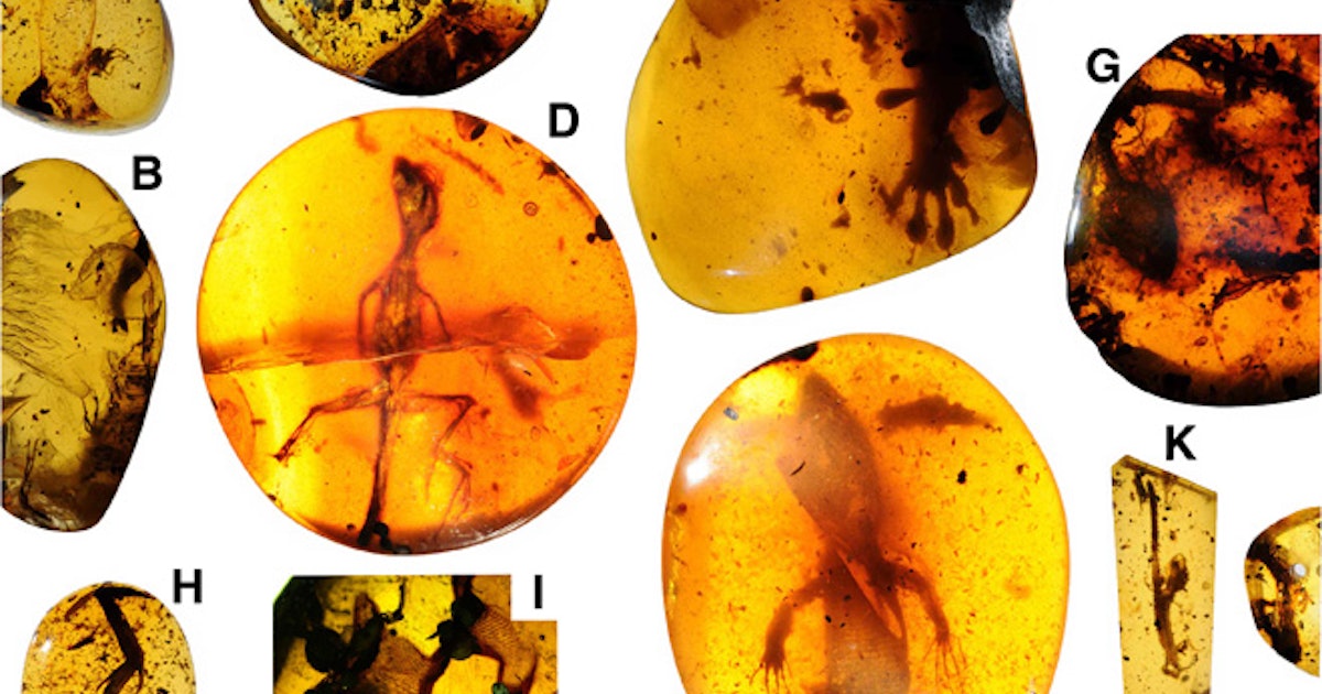 Scientists think they've finally solved a 99 million-year-old fossil mystery