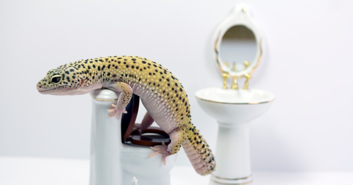 Researchers find one big surprise in this pizza-munching lizard