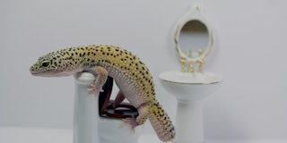 leopard gecko defecating in WC
