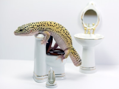 leopard gecko defecating in WC
