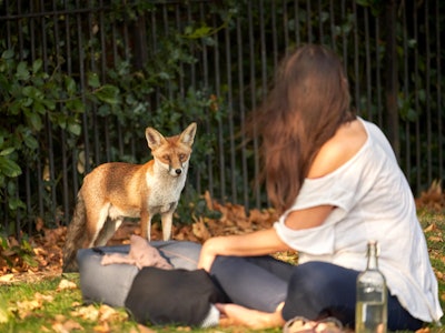A friendly young urban Fox engaging with a woman sitting in the park