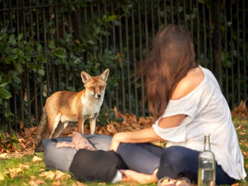 A friendly young urban Fox engaging with a woman sitting in the park