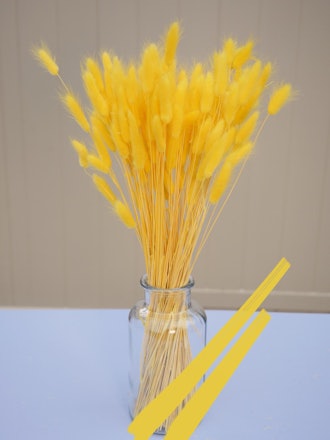 Bunch Of Dried Yellow Bunny Tails