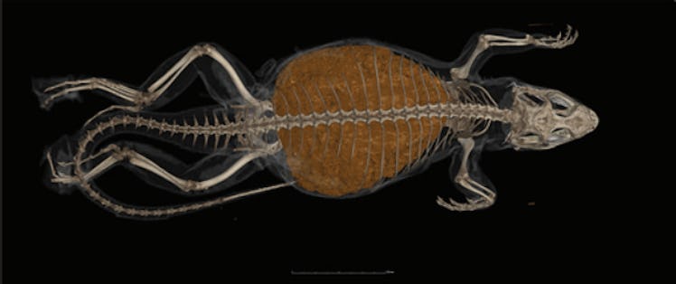 lizard CT scan with bolus