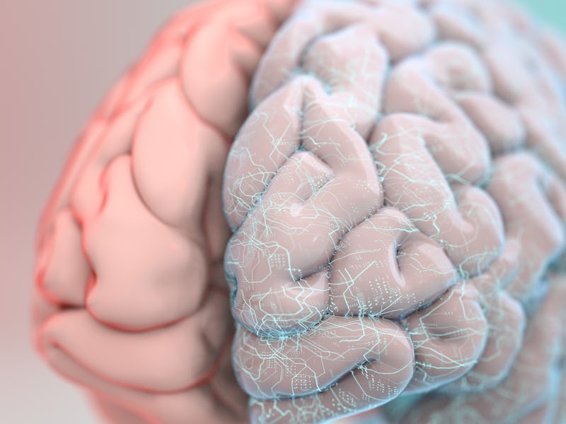 brain
