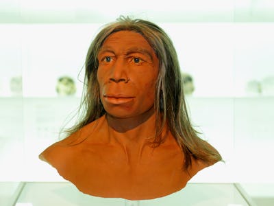 A 3D lifelike sculpture of the head of the Homo Sapiens