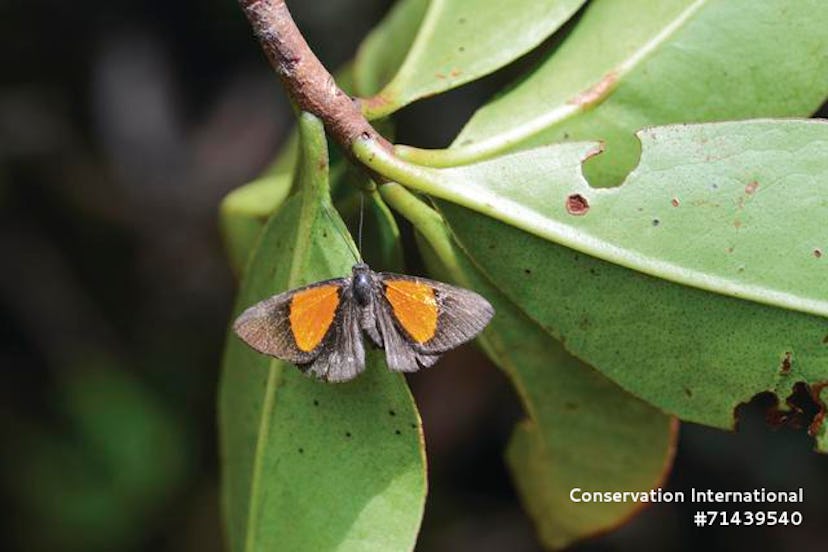 Metalmark butterfly