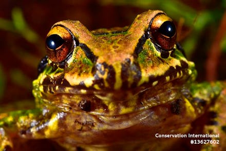 Mercedes' robber frog