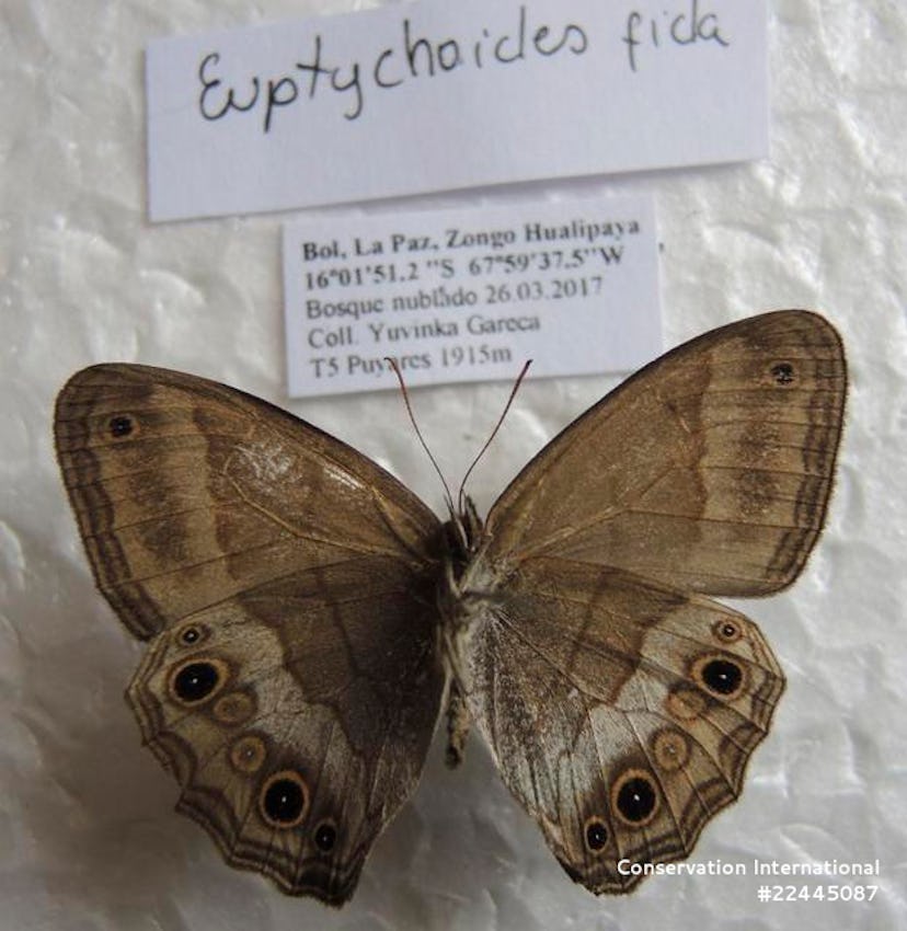 Euptychoides fida butterfly