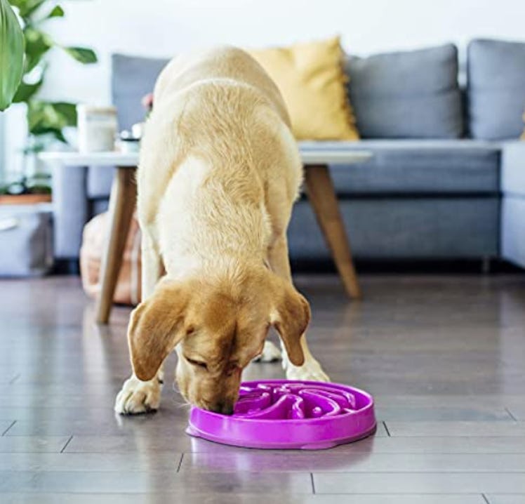 Outward Hound Slow-Feeder Dog Bowl