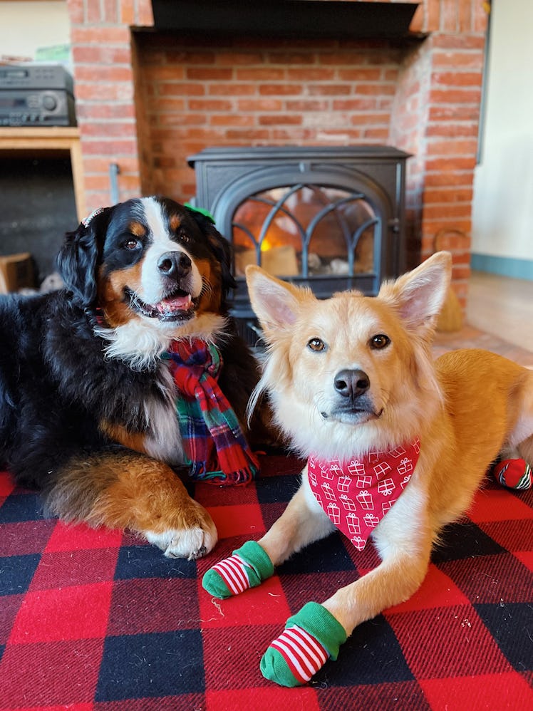 The Dogist is sharing iPhone dog photo tips that'll help you capture the perfect shot.