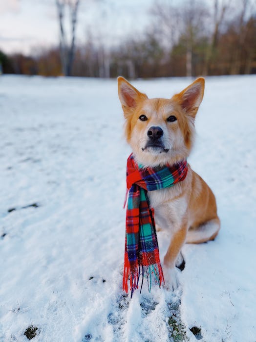 The Dogist is sharing iPhone dog photo tips that'll help you capture the perfect shot.