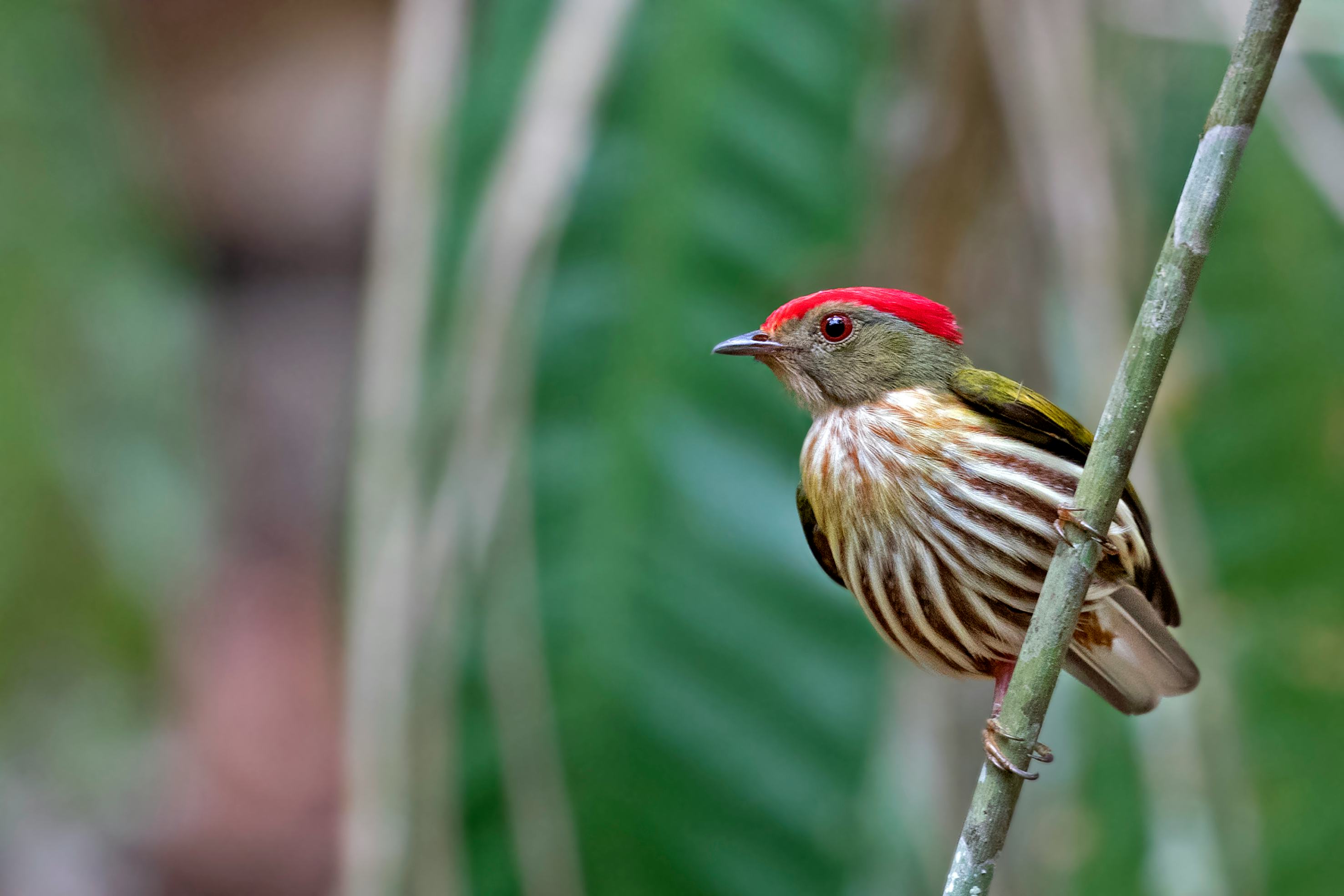 Kinglet Manakin, Machaeropterus regulus, Bahia, Brazil