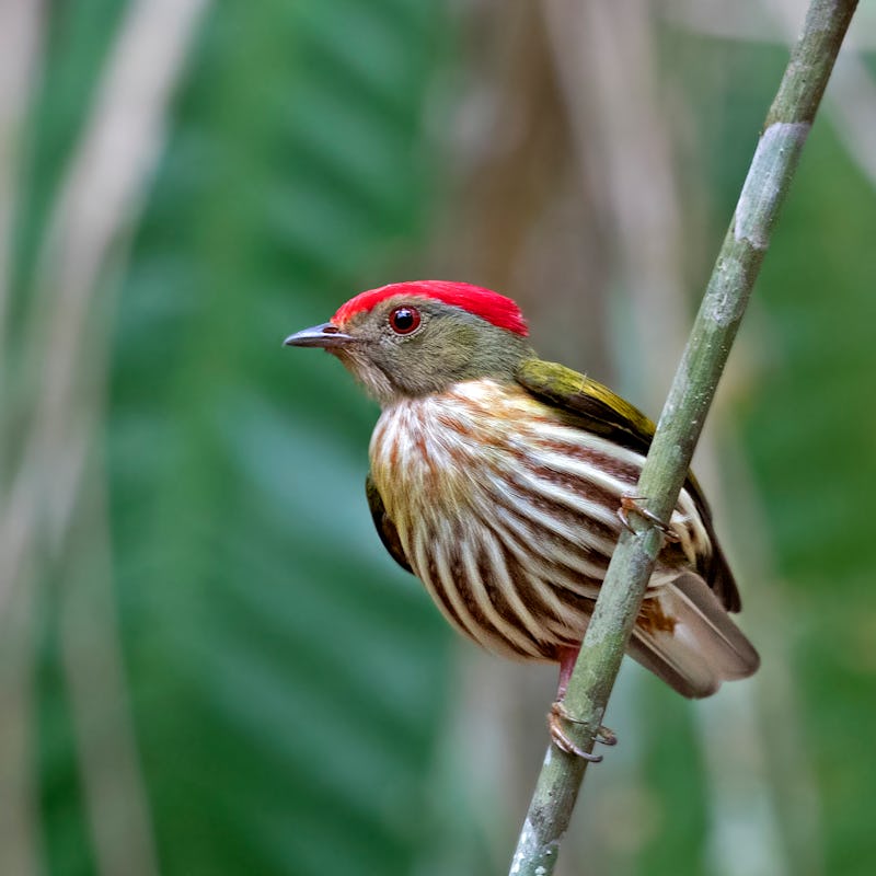 Kinglet Manakin, Machaeropterus regulus, Bahia, Brazil