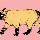 cat illustration
