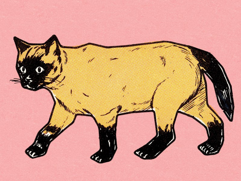 cat illustration