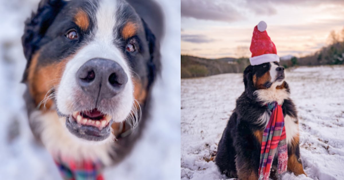 These IPhone Dog Photo Tips From The Dogist Will Help You Take Perfect These IPhone Dog Photo Tips From The Dogist Will Help You Take Perfect