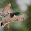 A mallard flares his wings against a tree lined background..