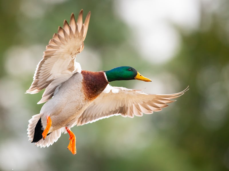 A mallard flares his wings against a tree lined background..