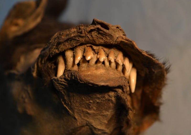 mummified puppy teeth bared