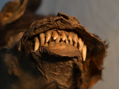 mummified puppy teeth bared