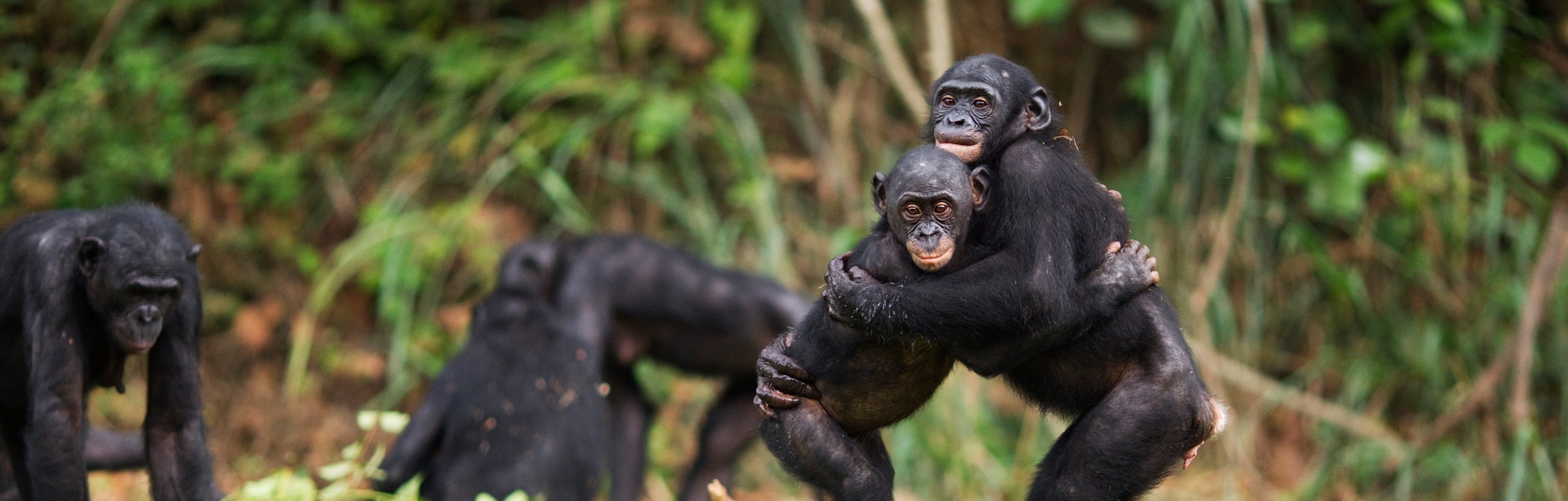 Bonobo juveniles hugging each other (Pan paniscus). Lola Ya Bonobo Santuary, Democratic Republic of ...