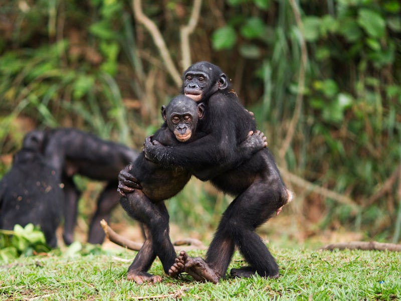 Bonobo juveniles hugging each other (Pan paniscus). Lola Ya Bonobo Santuary, Democratic Republic of ...