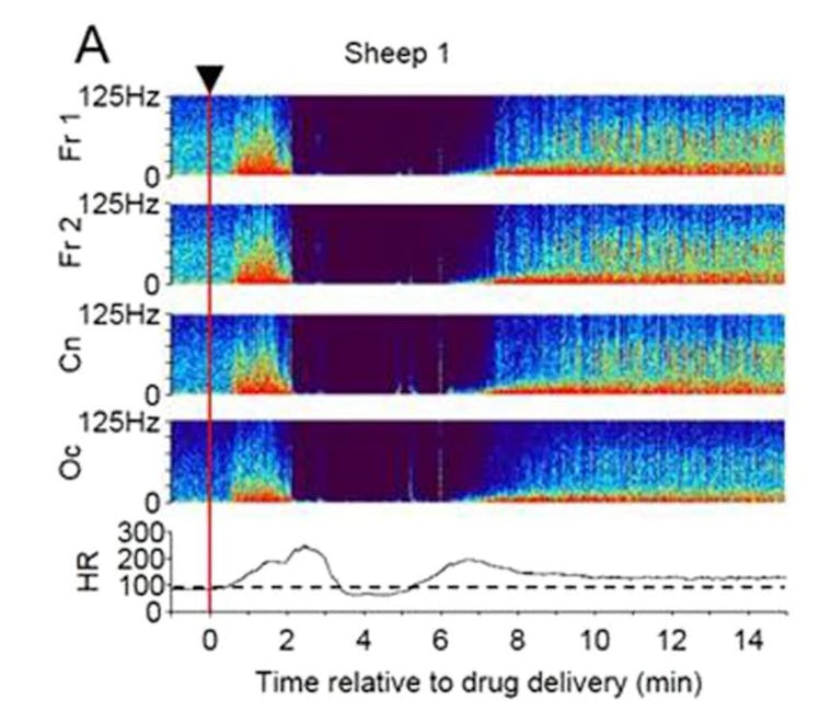 sheep brain waves ketamine