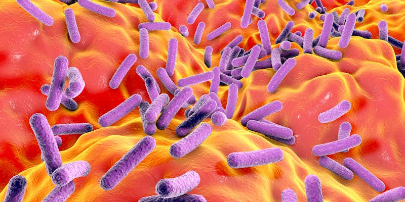 Bacterial species found in the human gut