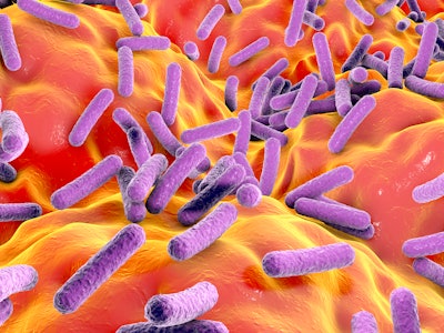 Bacterial species found in the human gut