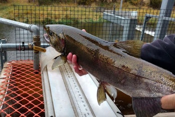 A coho salmon returned to its historic habitat on Oregon's Lostine River in 2020.