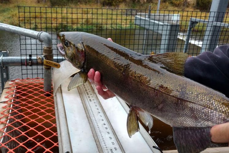 A coho salmon returned to its historic habitat on the Lostine River in Oregon in 2020.