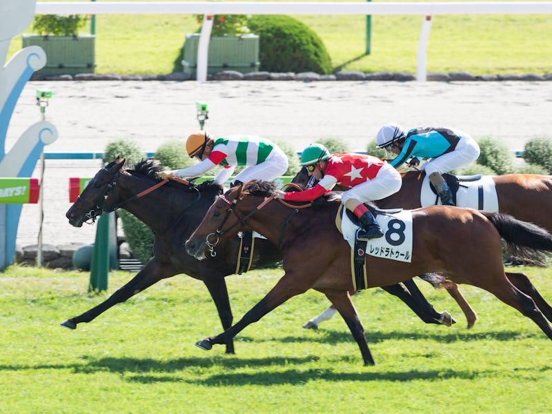 KYOTO, JAPAN - November 2 : Jockey Yuga Kawada riding King Saga (Number 10) wins the Race 4 (2-Year-...