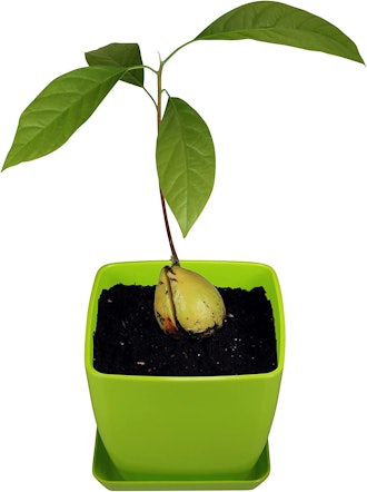 AvoSeed Avocado Tree Growing Kit