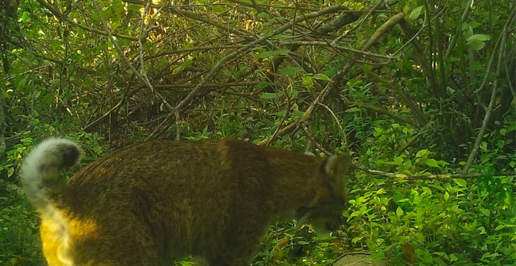 A bobcat wandering along an undisclosed location in the Bronx River.