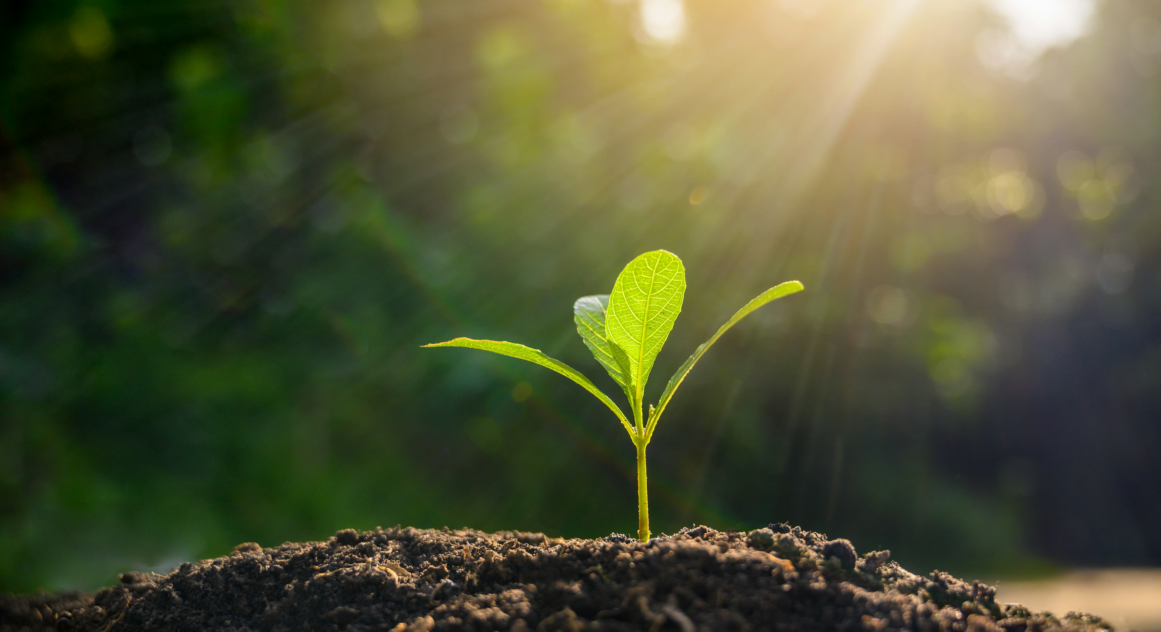 10 Images Show How nature Is Healing In 2020 10-images-show-how-nature-is-healing-in-2020