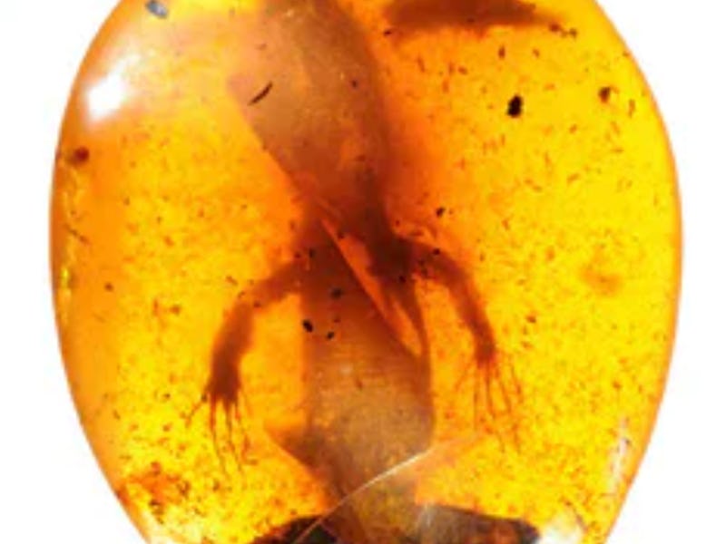 A strange amphibian preserved in orange resin
