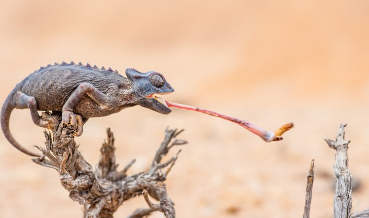 A chameleon standing on a branch and using its tongue to catch prey