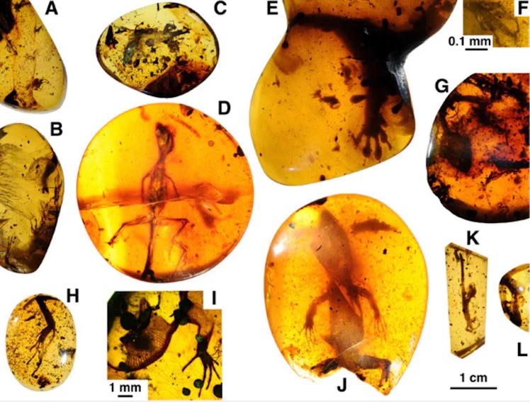 Various types of amphibians in different sizes preserved in orange resin