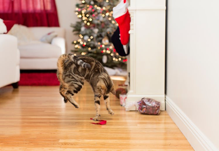 A cat jumping in a Christmas decorated room