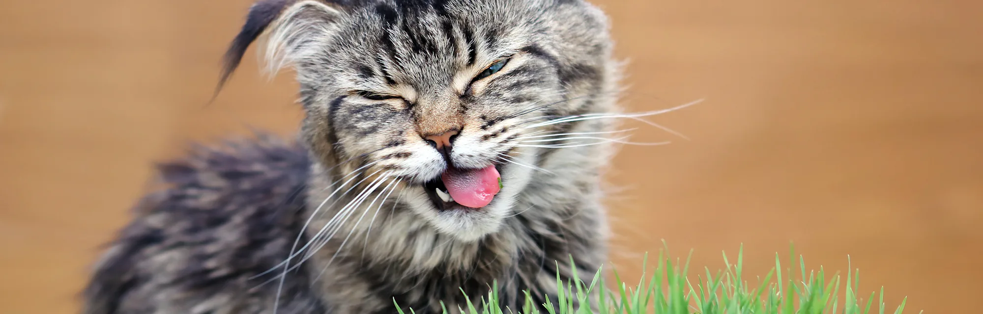 The Science Behind Catnip S Potent Powers Explained