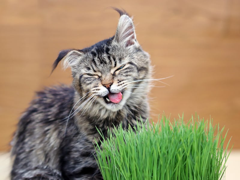 A dark kitty yawning
